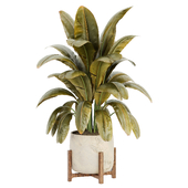 Indoor Plant Set 102
