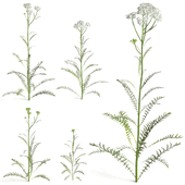 common yarrow_white