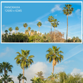 Panorama of palm trees. South of Spain, Malaga