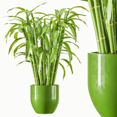 Bamboo Lucky