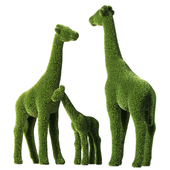 Topiary giraffes