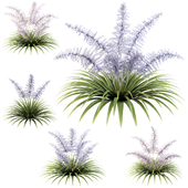 Lush Garden Shrub