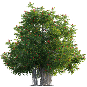 Ilex aquifolium - Holly 02