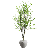 Indoor Plant Collection 1028