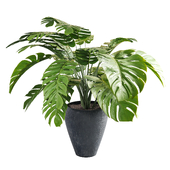 Monstera Bush