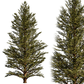 Spruce 05