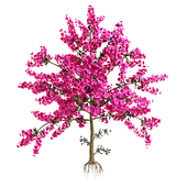 Prairie Fire Crab Apple Trees