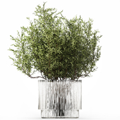 Flower bouquet of olive branches. Set 503.