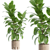 Indoor Plant Set 134