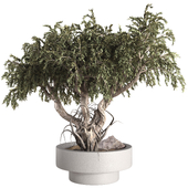 Bonsai Tree in Pot 397