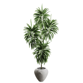 indoor Plant collection 1029