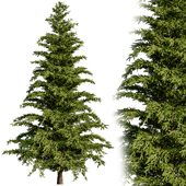 Norway spruce 03