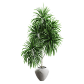 indoor Plant collection 1030