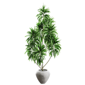 indoor Plant collection 1031