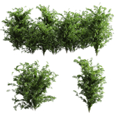 bush outdoor grass 102