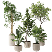 Indoor plants set
