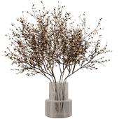 Dry branch set48