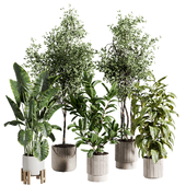 Indoor Plant 517