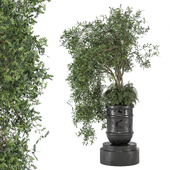 indoor Plants Collection 1745