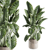 indoor plant 519