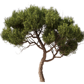 Tree Set28 - Pine tree