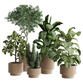 indoor Plant 605