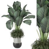 Indoor Plants Collection 1746