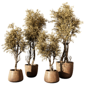 indoor Plant 606