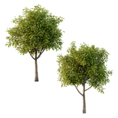 Prunus pseudocerasus Fruit Tree 01