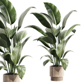 Indoor Plant Set 135