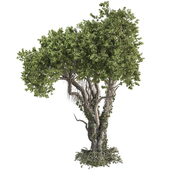 Jungle Tree and ivy plants 400