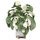 Indoor Plants Collection 1748