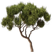 Tree Set29