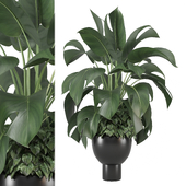indoor Plants Collection 1749