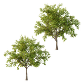 Prunus pseudocerasus Fruit Tree 03