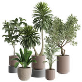indoor Plant 607