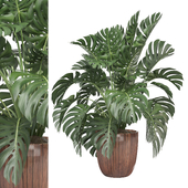 Indoor Plants Collection 1750
