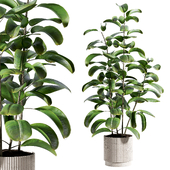 indoor plant 521