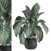 Indoor Plants Collection 1751