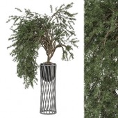 Indoor Plants Collection 1752