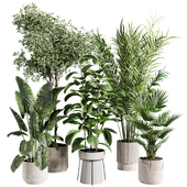 indoor plant 522