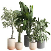 indoor Plant 608