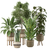 Indoor Plant Set 06