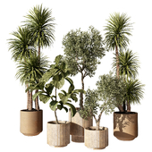 indoor Plant 609