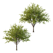 Prunus pseudocerasus Fruit Tree 04