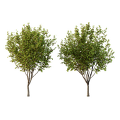 Prunus pseudocerasus Fruit Tree 05