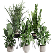indoor plant 523