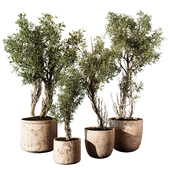 Outdoor Plant 207