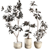 Black Bonsai Ficus Rubber Tree Set 399