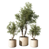 Indoor Plant 610
